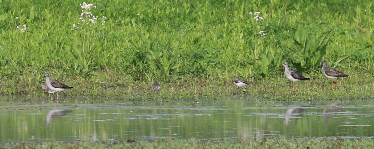 Lesser Yellowlegs - Jennifer Allison