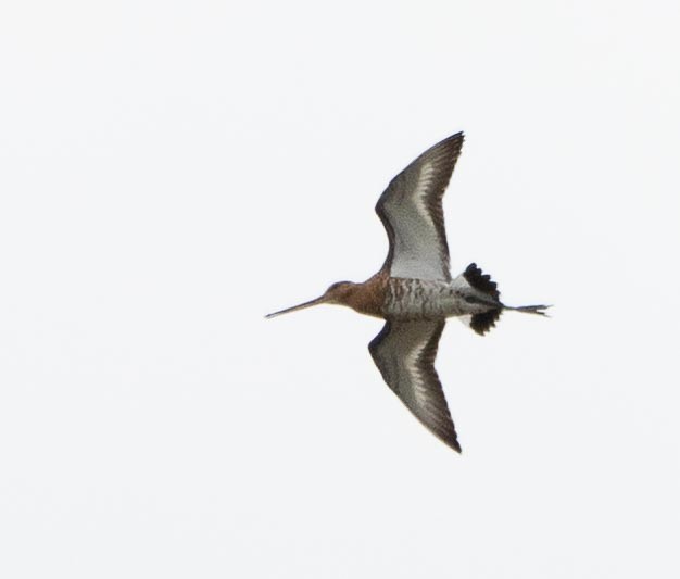 Black-tailed Godwit - Sergey Krasnoperov