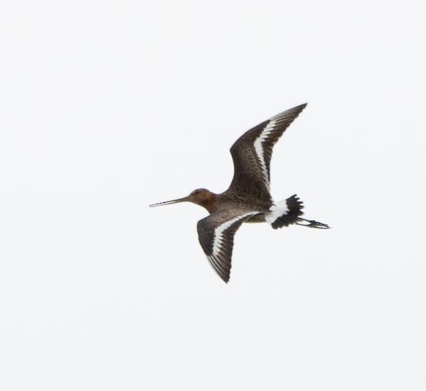 Black-tailed Godwit - Sergey Krasnoperov