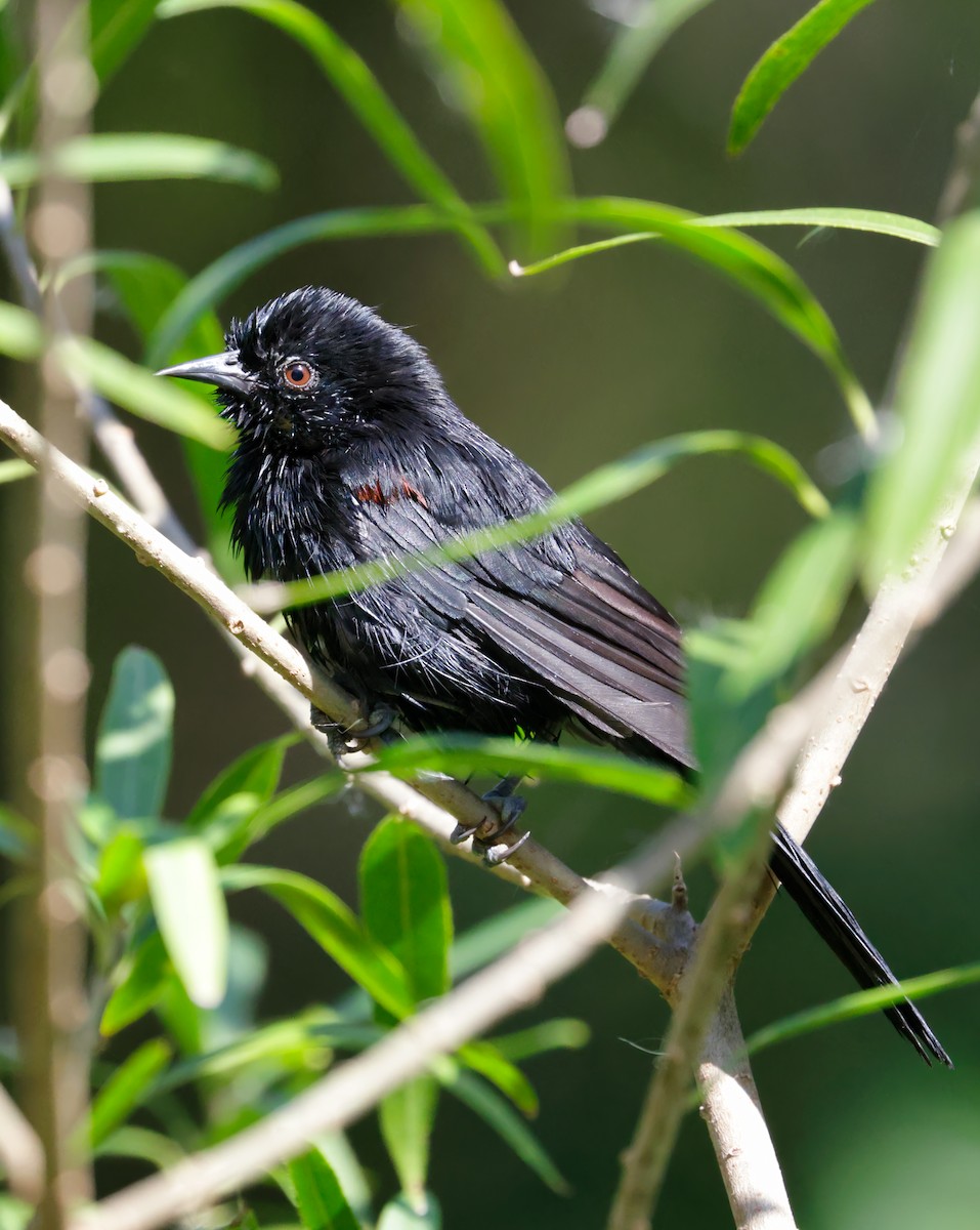 Variable Oriole - Anonymous