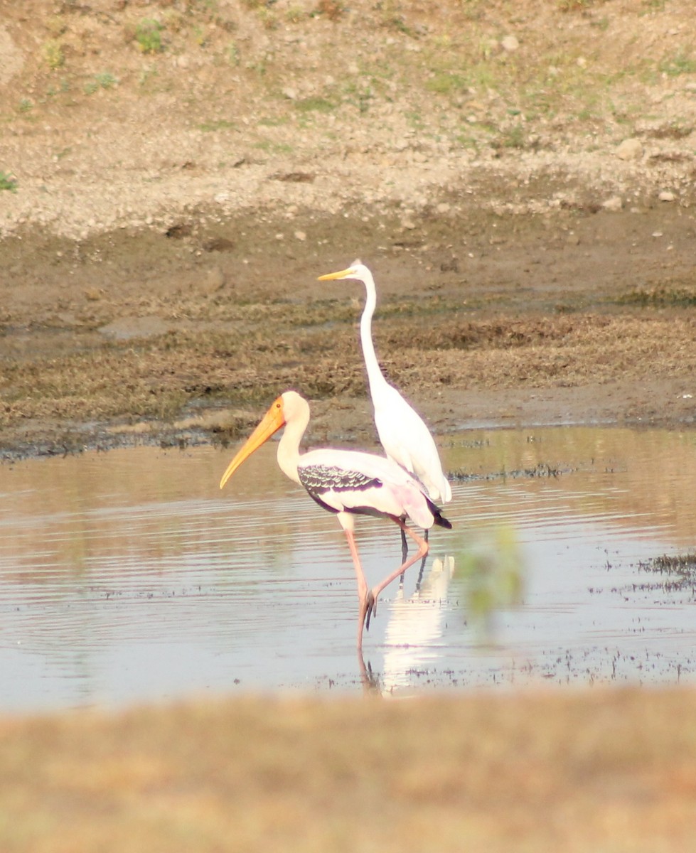 Painted Stork - Madhavi Babtiwale