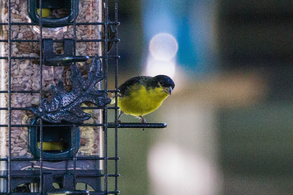Lesser Goldfinch - Kenny Younger