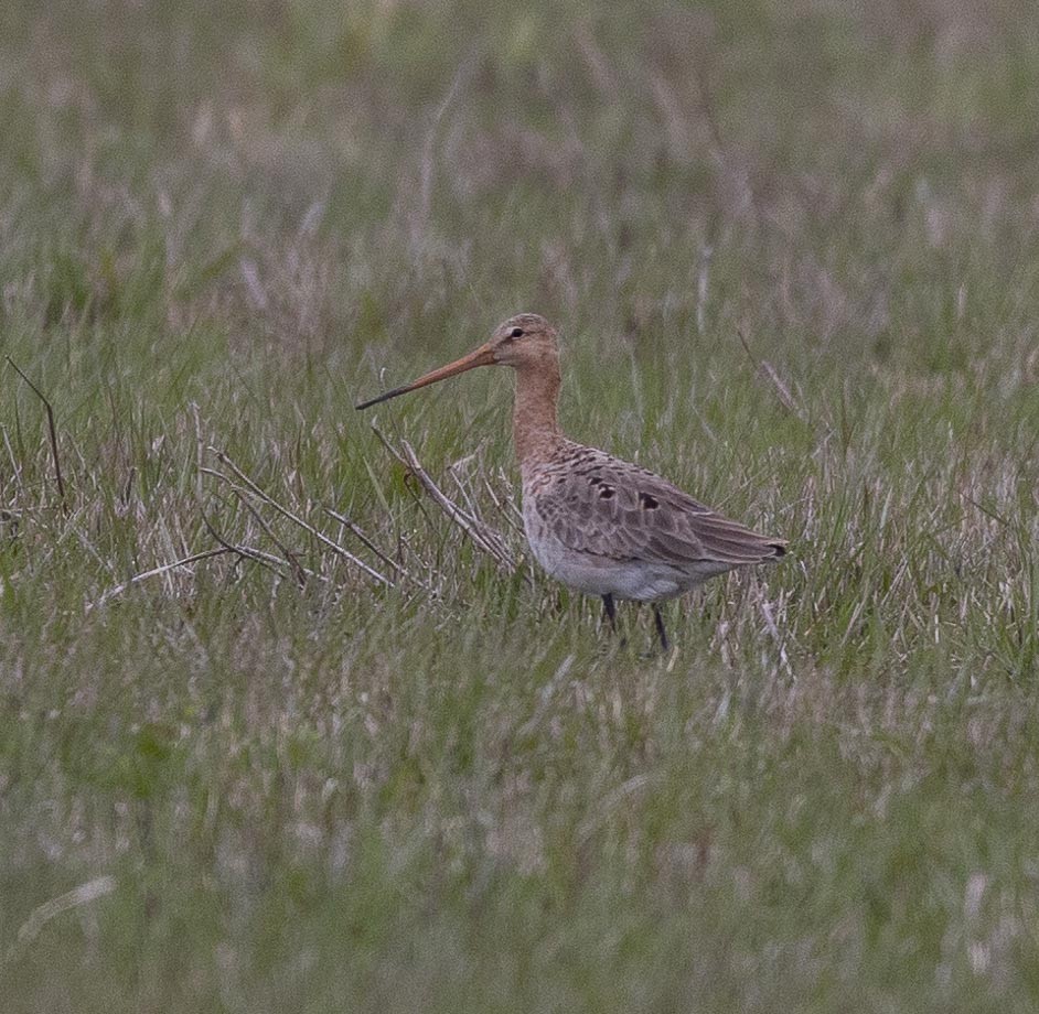 Black-tailed Godwit - Sergey Krasnoperov