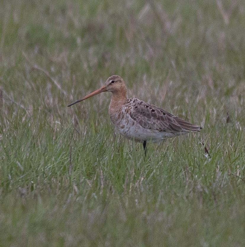 Black-tailed Godwit - ML619286511