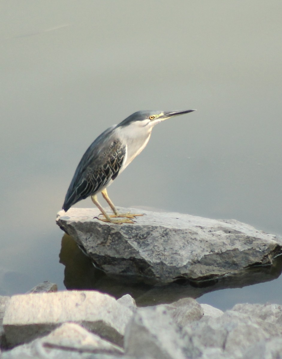 Striated Heron - Madhavi Babtiwale