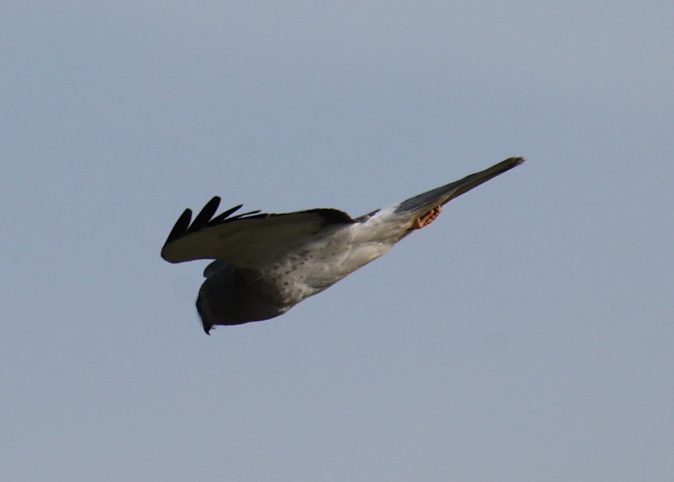 Northern Harrier - Linda Dalton