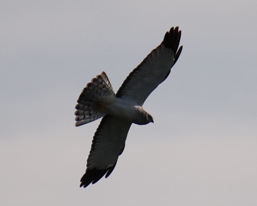 Northern Harrier - Linda Dalton