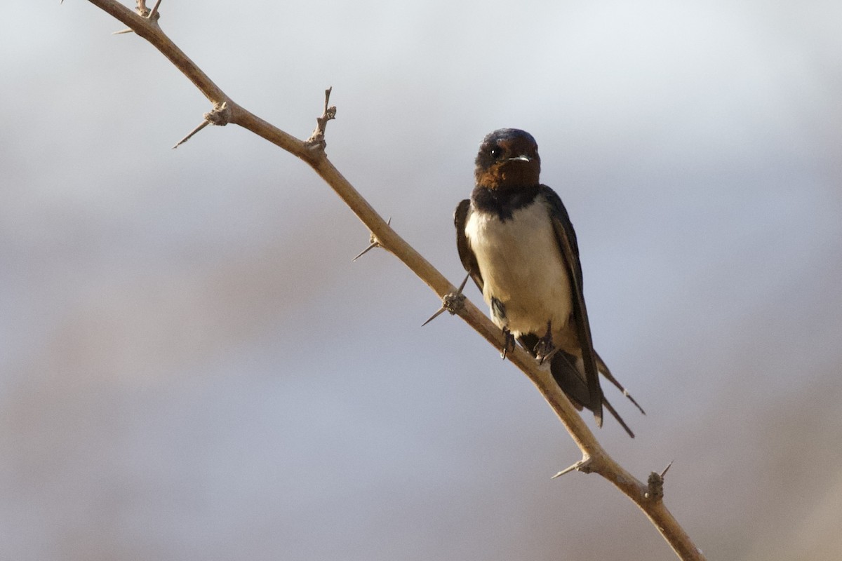 Barn Swallow - Krista Oswald