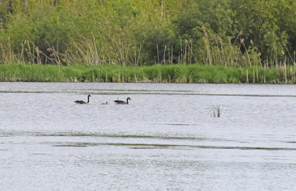 Canada Goose - Robert Allie