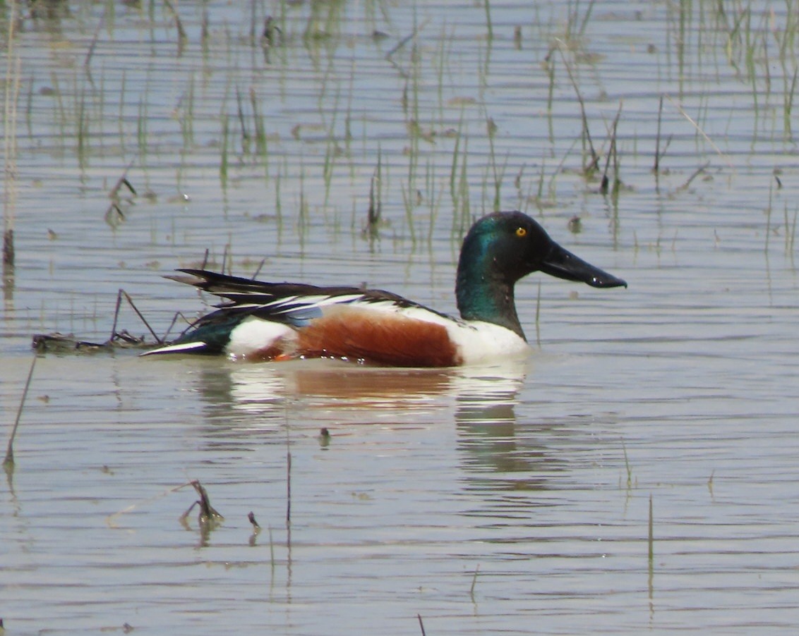 Northern Shoveler - Cathleen Burns