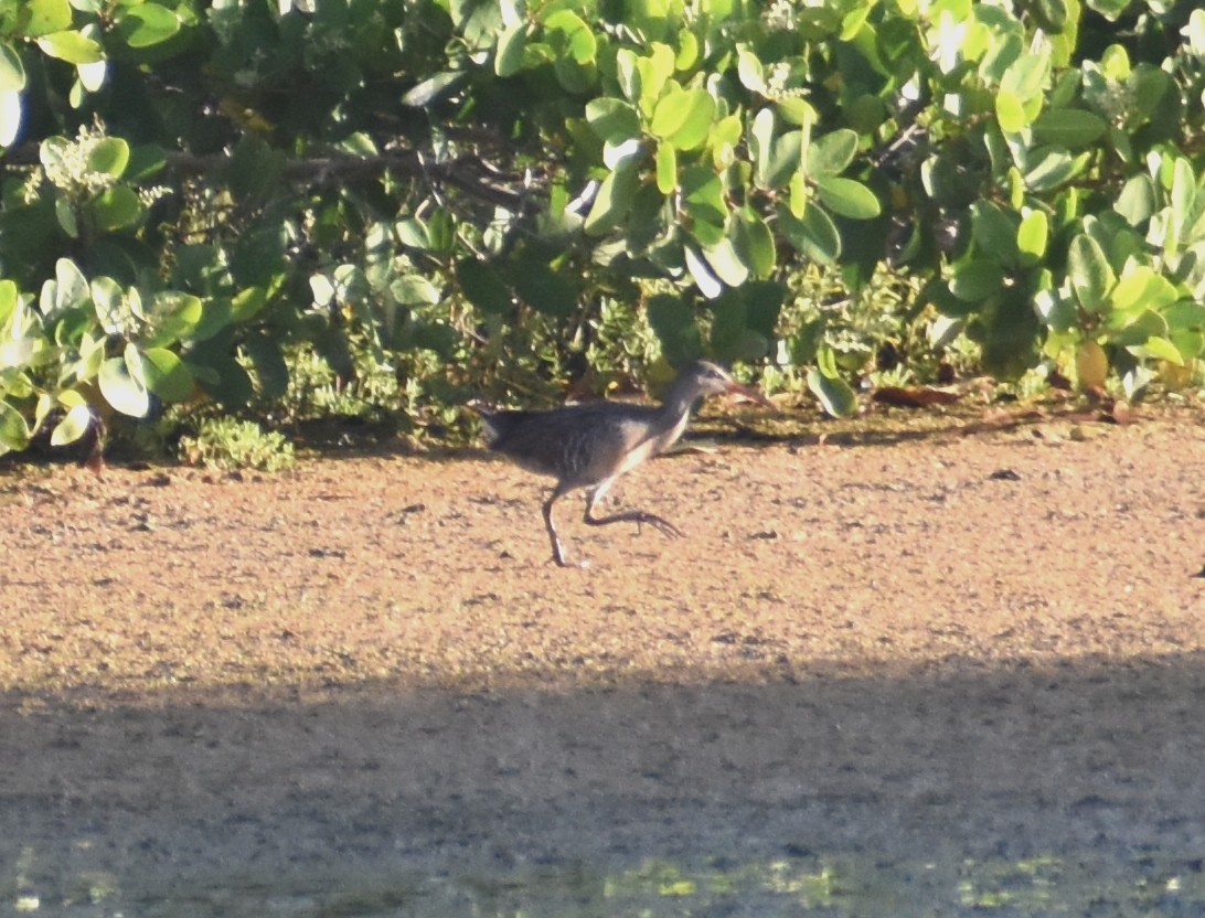 Clapper Rail - Luis Munoz