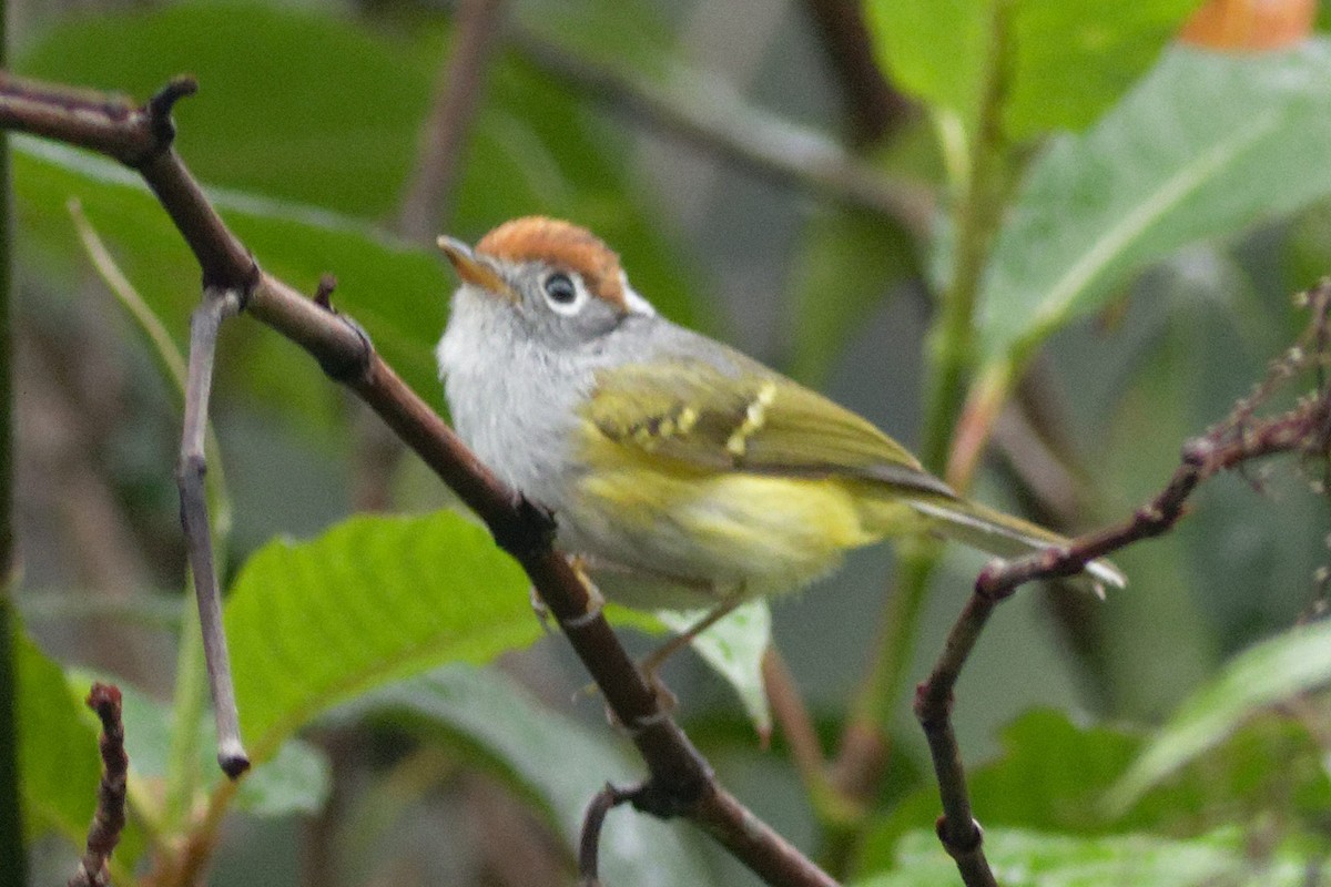 Chestnut-crowned Warbler - Able Lawrence