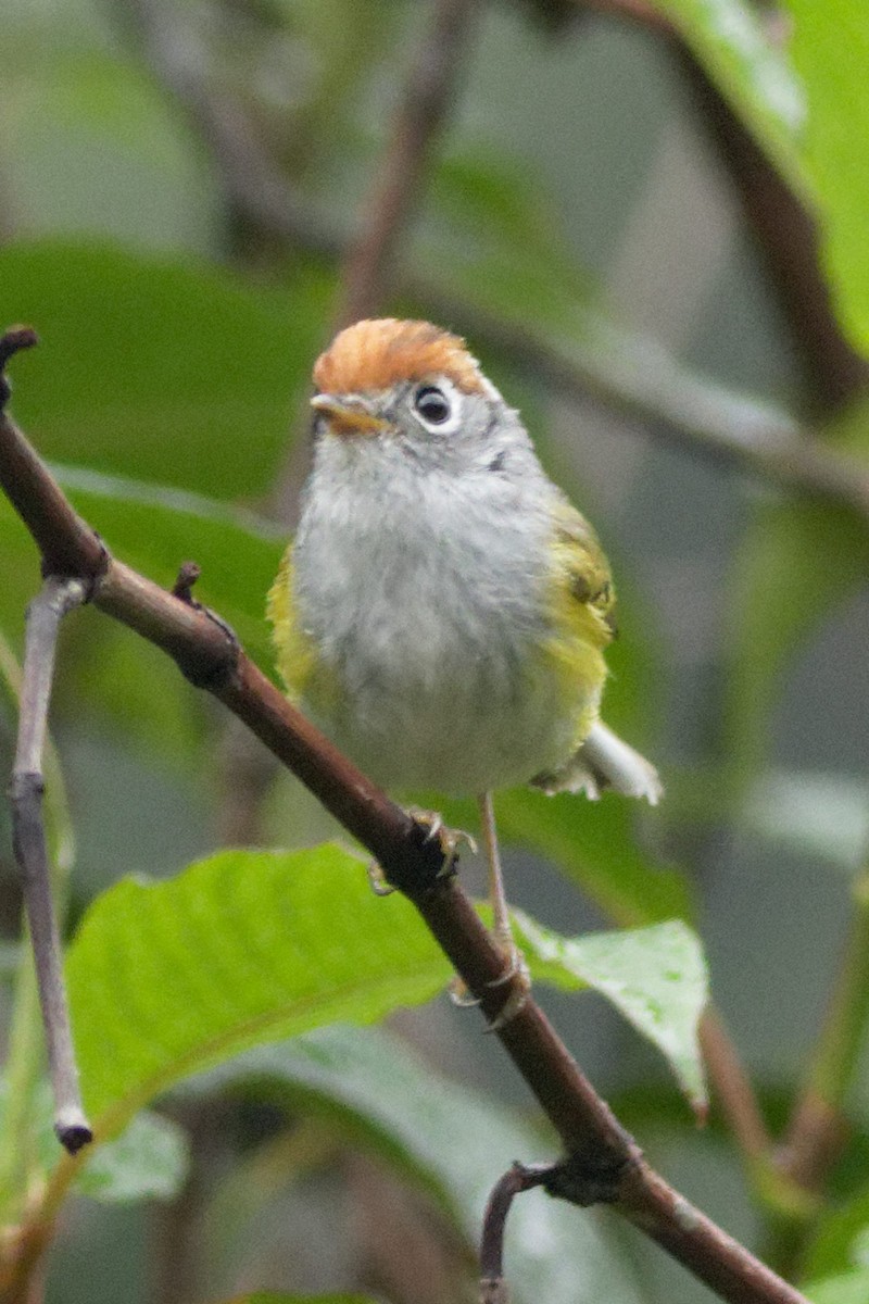 Chestnut-crowned Warbler - Able Lawrence