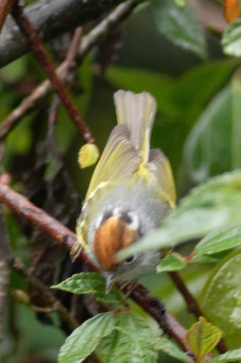 Chestnut-crowned Warbler - Able Lawrence