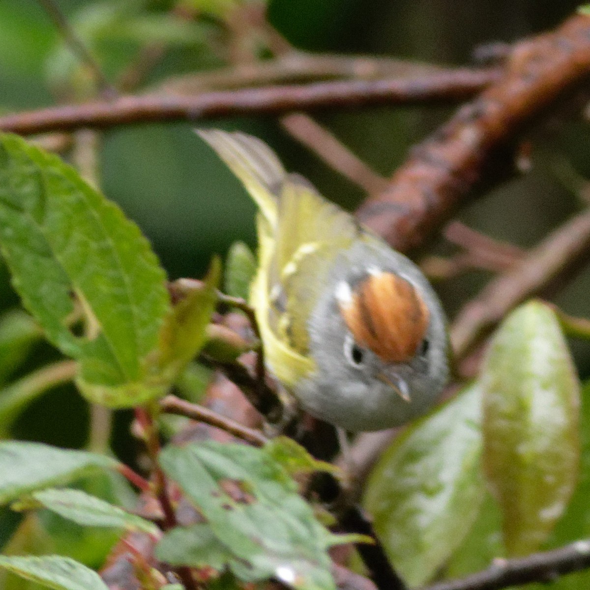 Chestnut-crowned Warbler - Able Lawrence