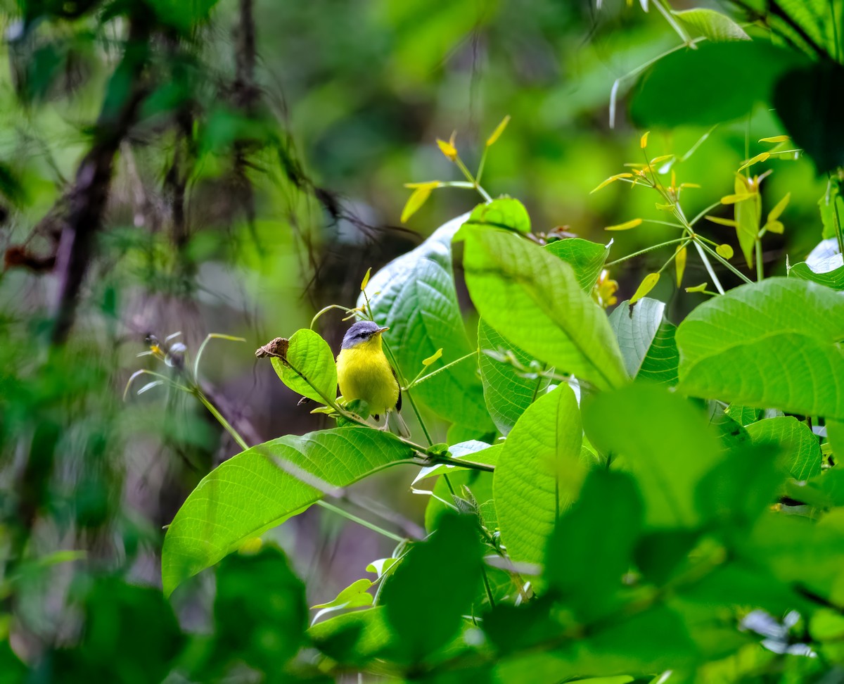 Gray-hooded Warbler - Nara Jayaraman