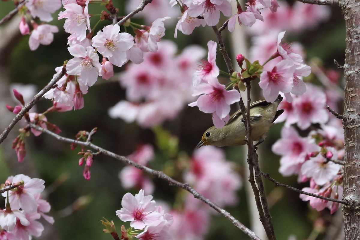 Plain Flowerpecker - 仲志 羅