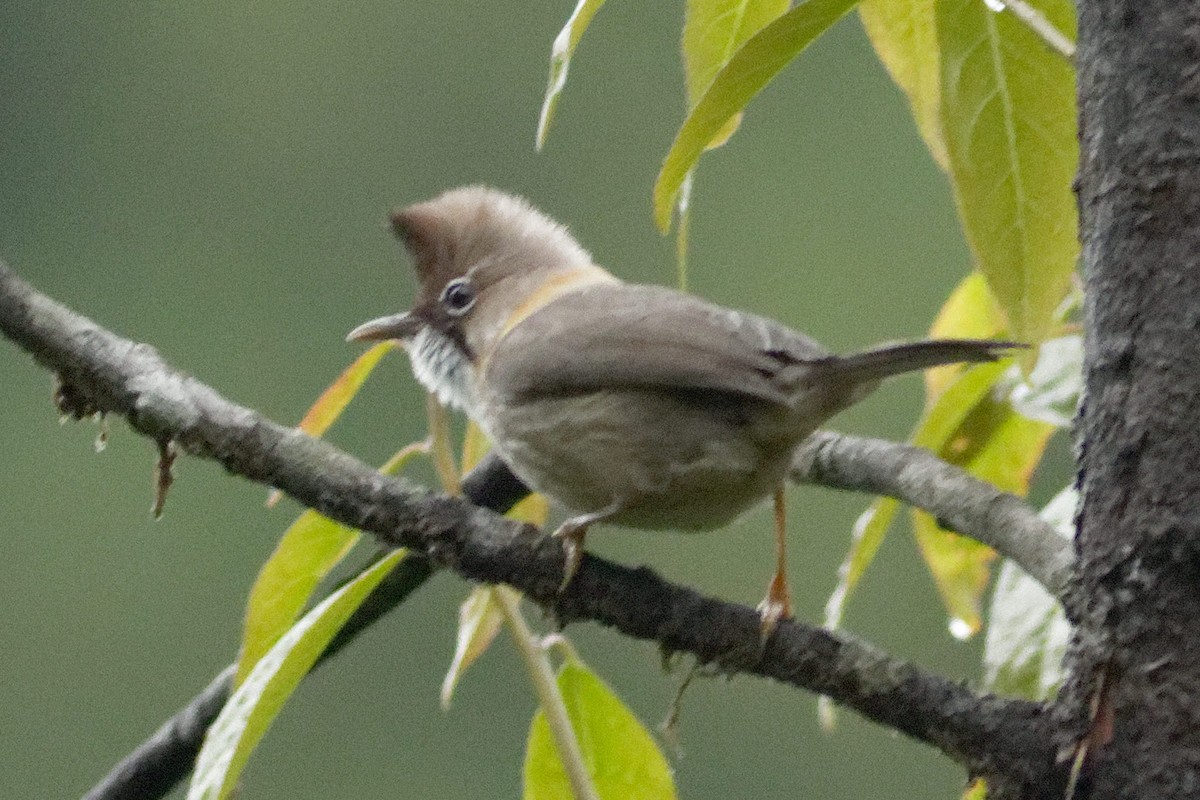 Whiskered Yuhina - Able Lawrence