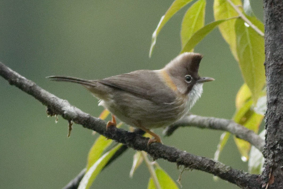 Whiskered Yuhina - Able Lawrence