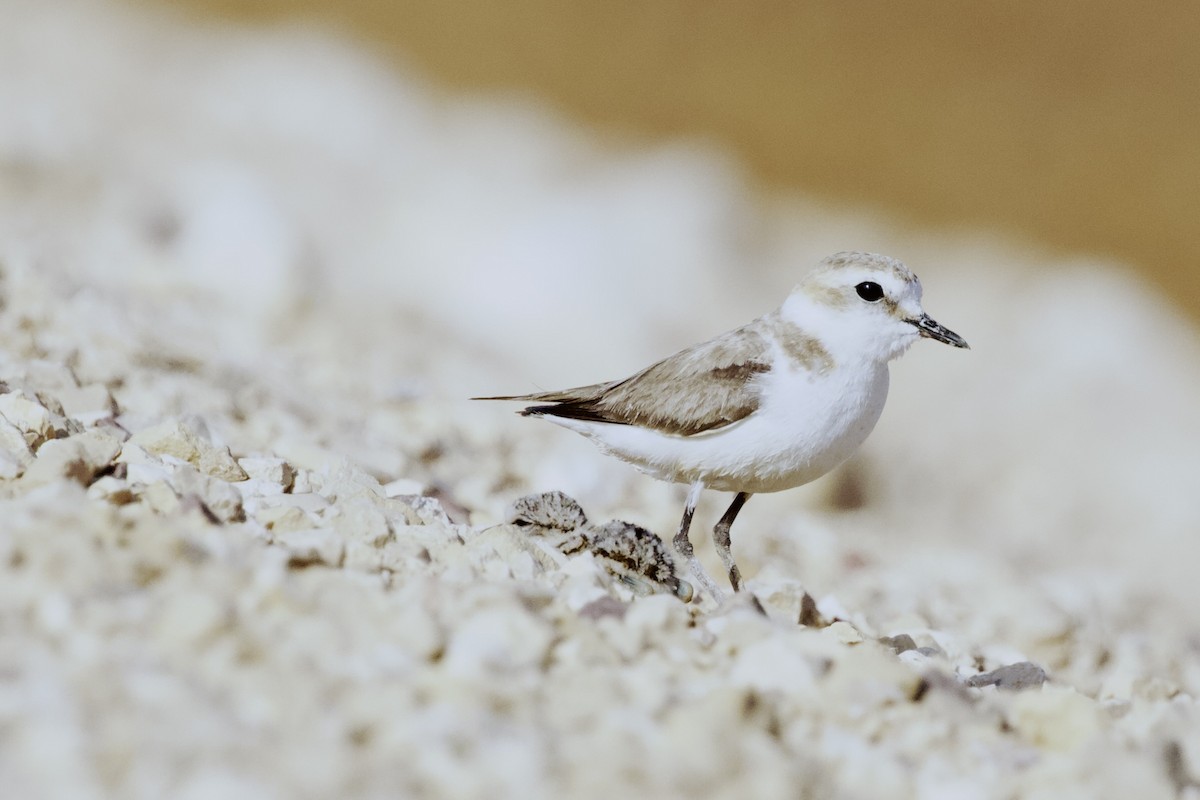 Kentish Plover - ML619286634