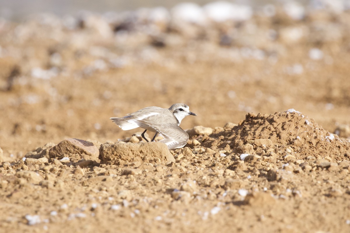 Kentish Plover - ML619286636