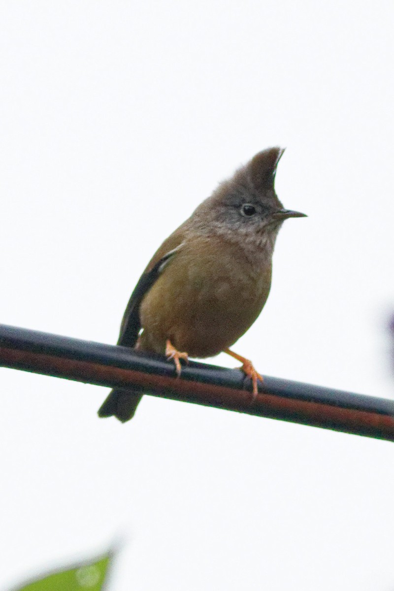 Stripe-throated Yuhina - Able Lawrence