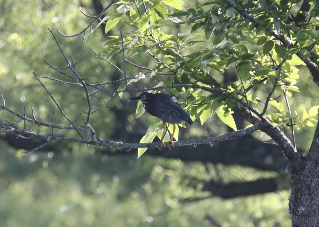 Green Heron - Stacy Elliott