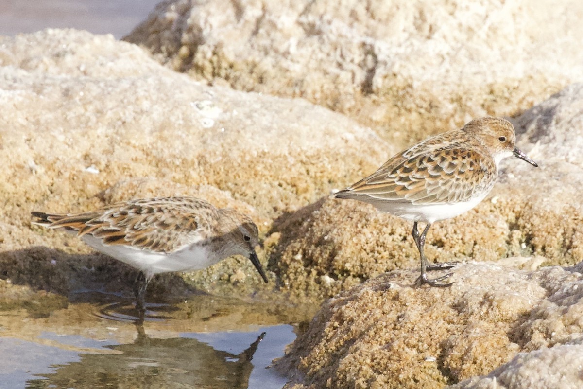 Little Stint - Krista Oswald