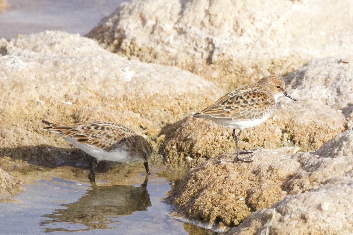 Little Stint - Krista Oswald