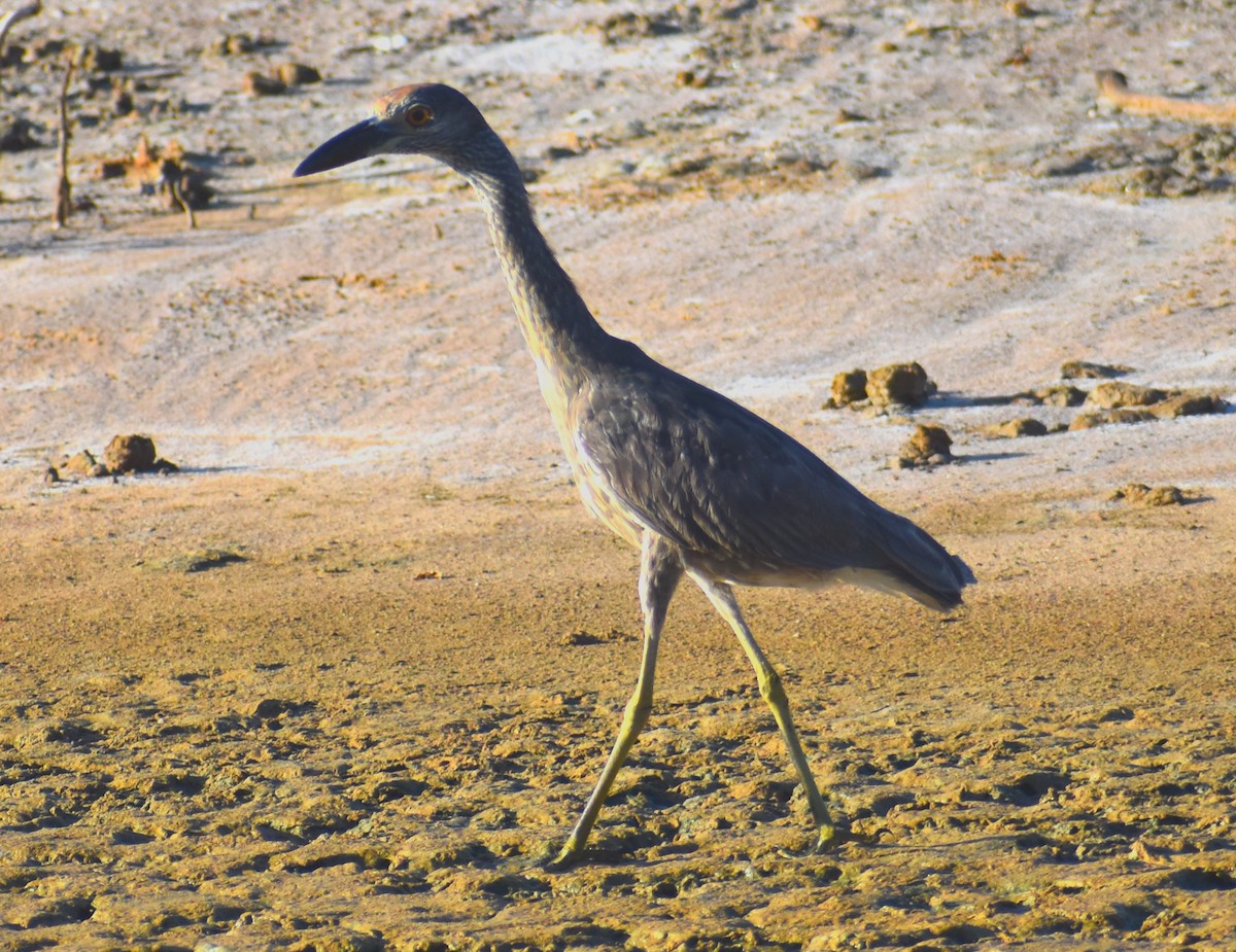 Yellow-crowned Night Heron - Luis Munoz