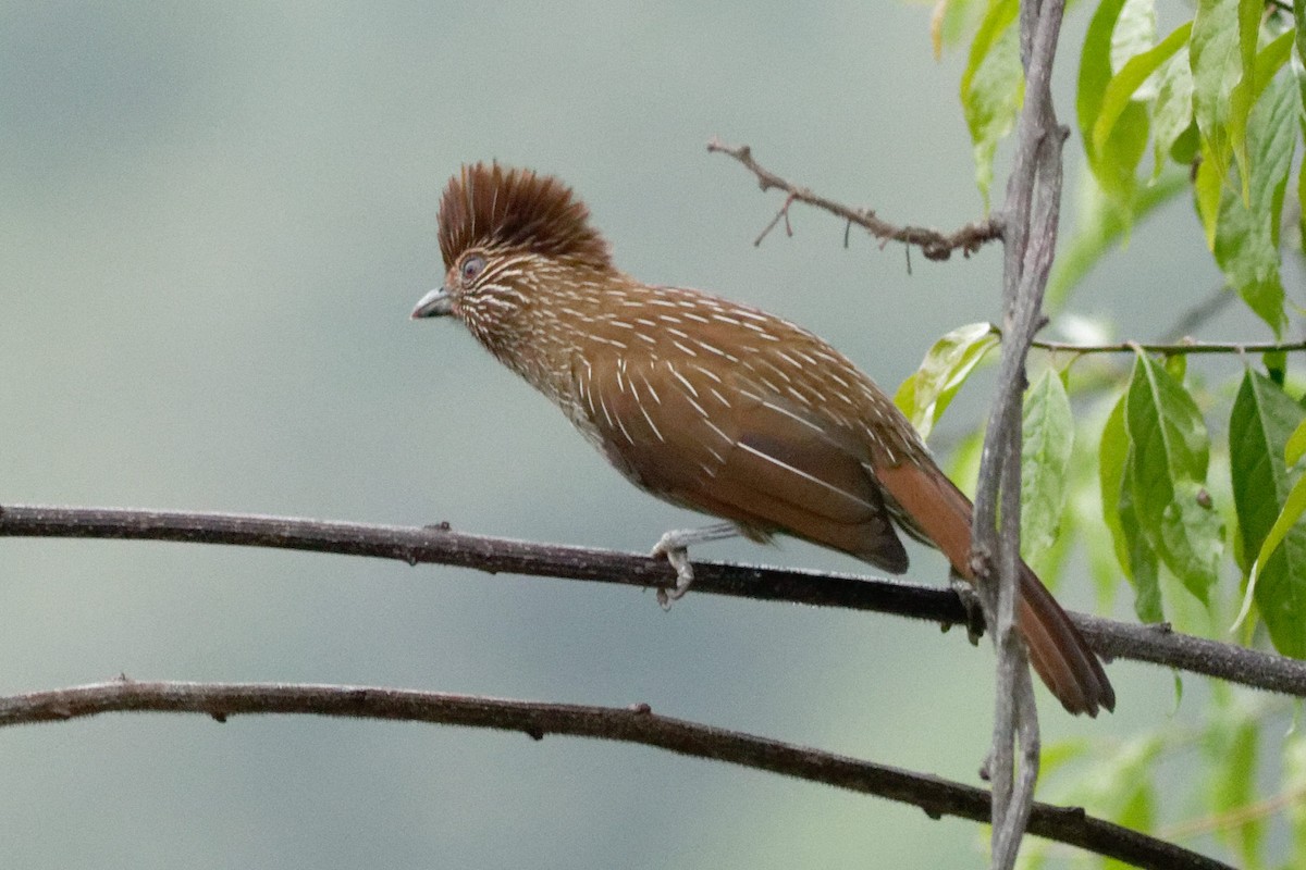 Striated Laughingthrush - Able Lawrence