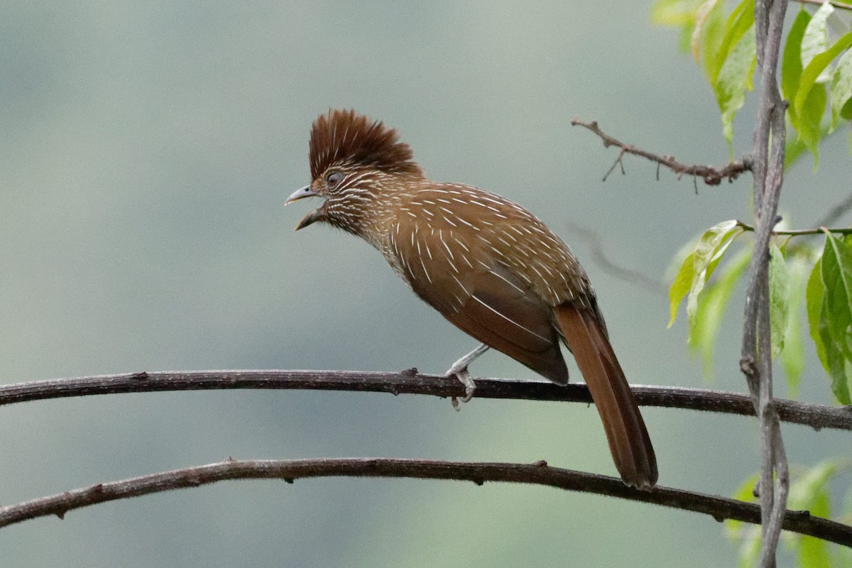 Striated Laughingthrush - Able Lawrence
