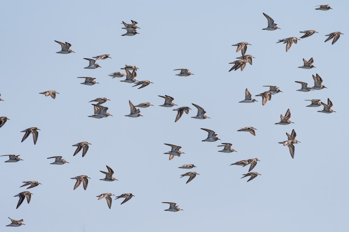 White-rumped Sandpiper - Richard Rulander