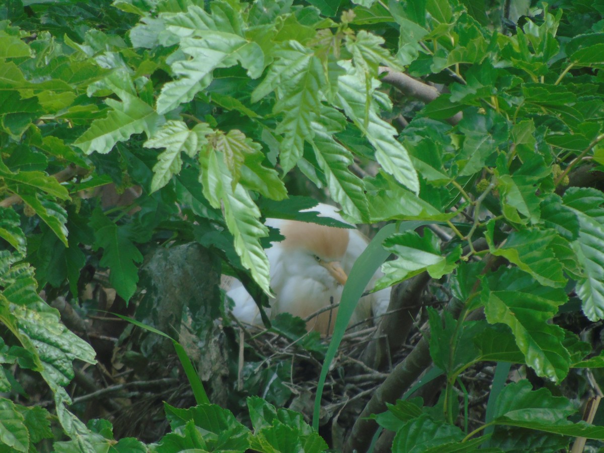 Western Cattle Egret - Adrián Suárez Rozada