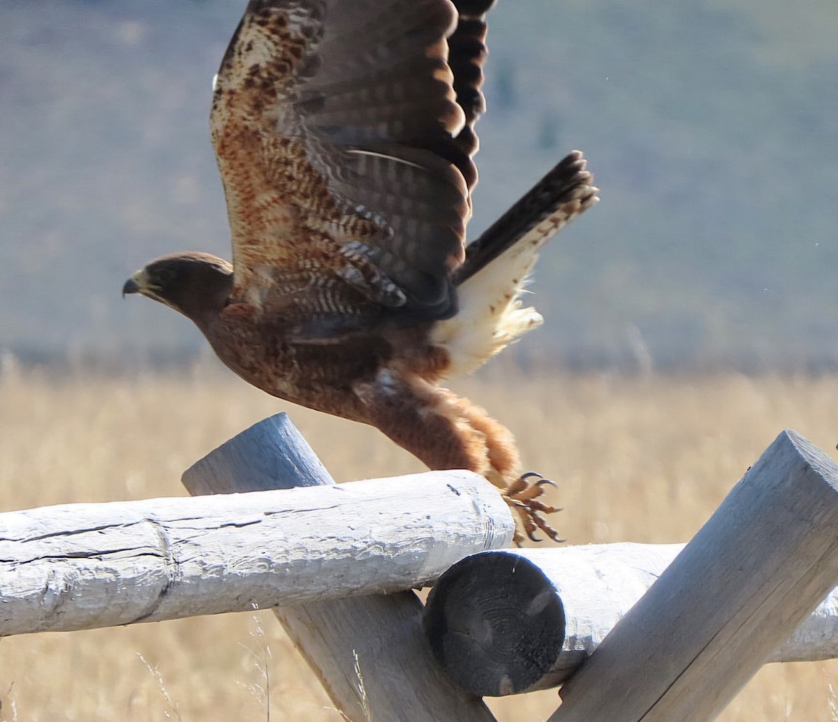 Swainson's Hawk - Cathleen Burns