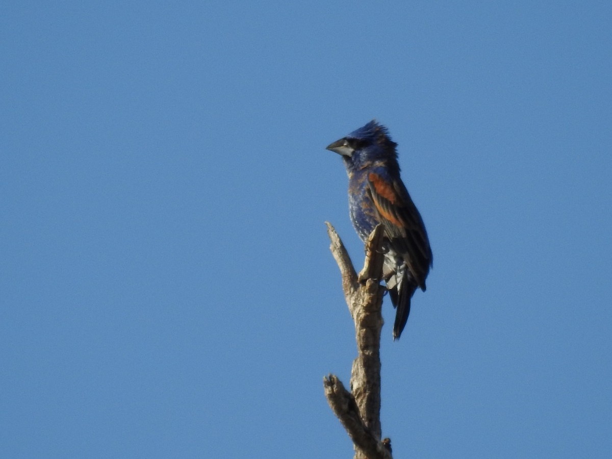 Blue Grosbeak - Becky Boley