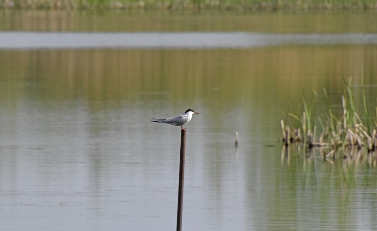 Common Tern - Robert Allie