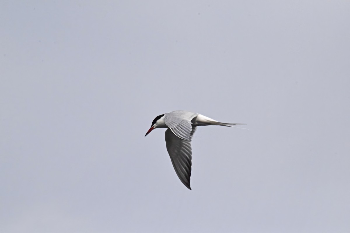 Common Tern - Robert Allie