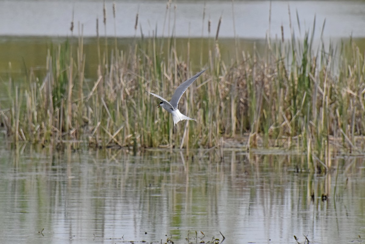 Common Tern - Robert Allie