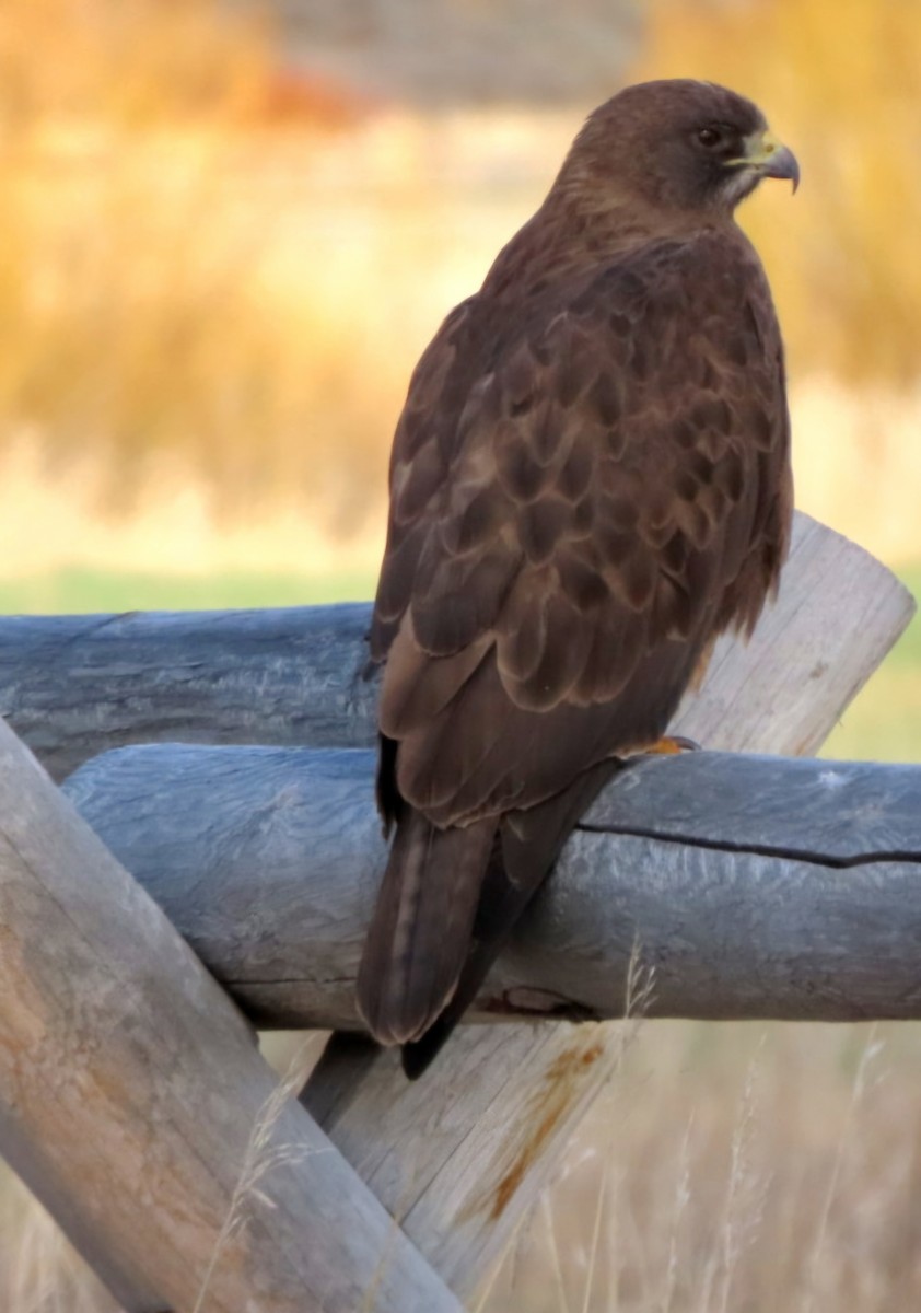 Swainson's Hawk - Cathleen Burns