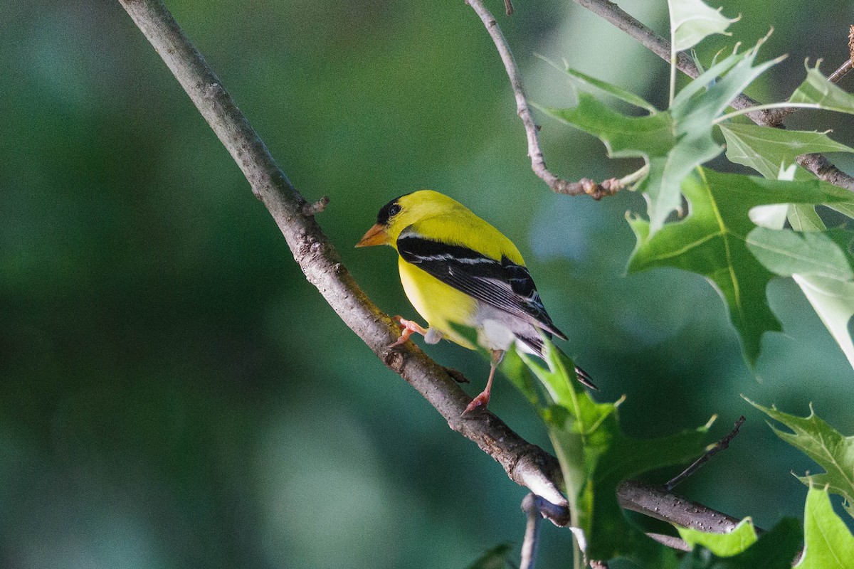 American Goldfinch - Kenny Younger