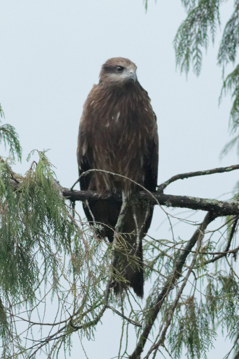 Black Kite (Black-eared) - Able Lawrence