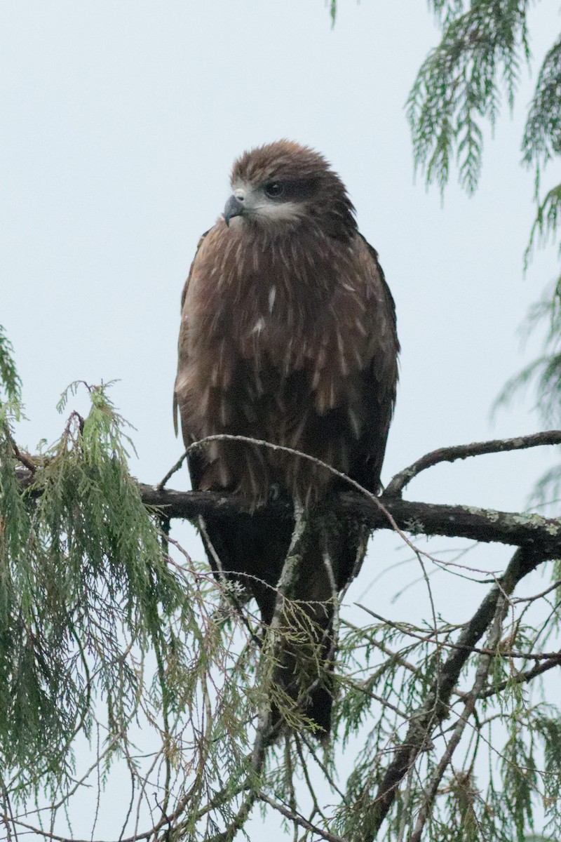 Black Kite (Black-eared) - Able Lawrence