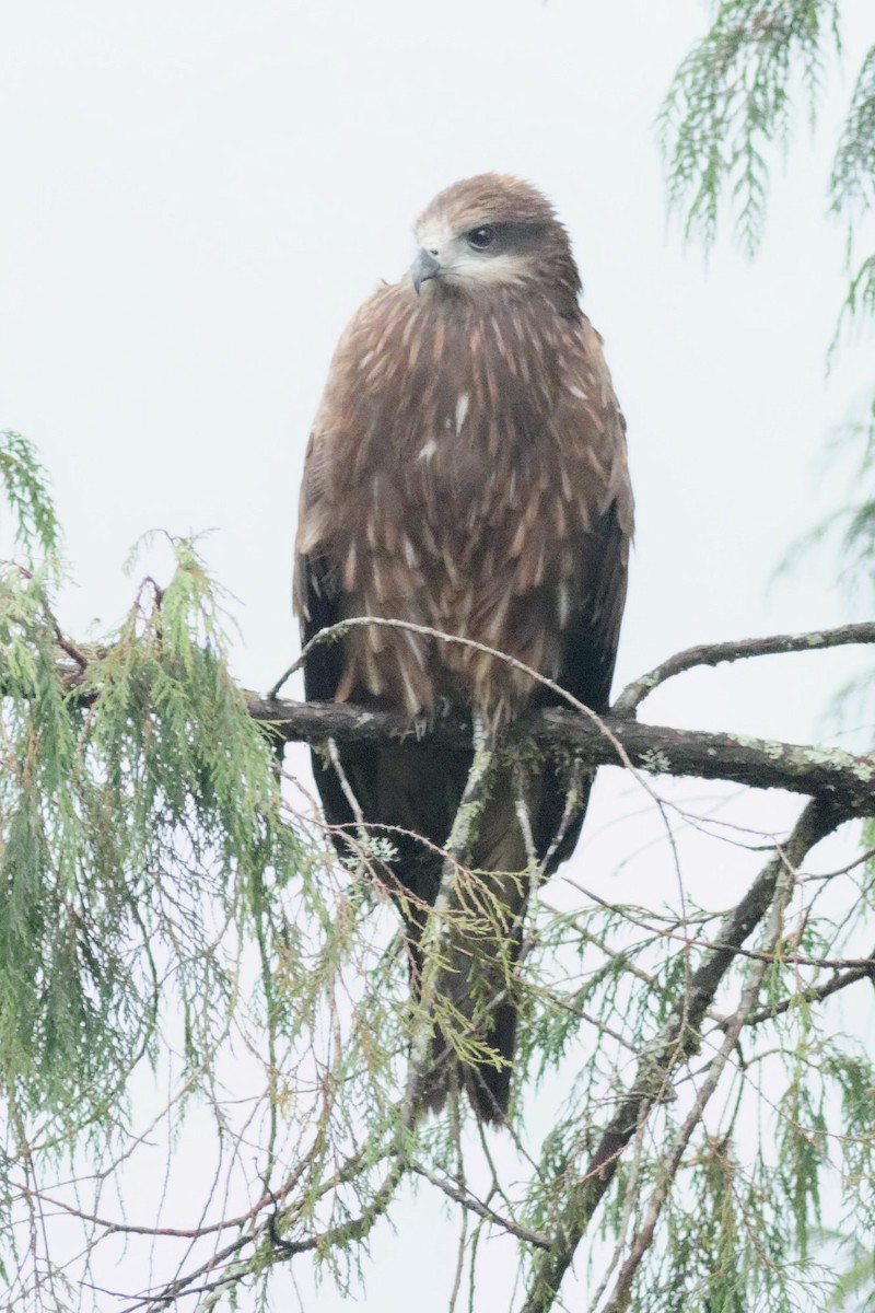 Black Kite (Black-eared) - Able Lawrence