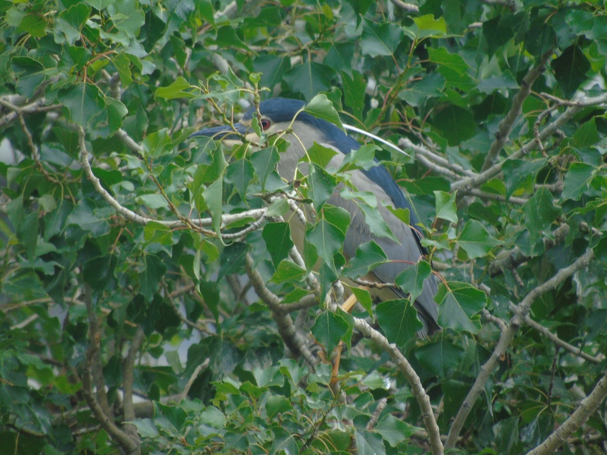 Black-crowned Night Heron - Adrián Suárez Rozada