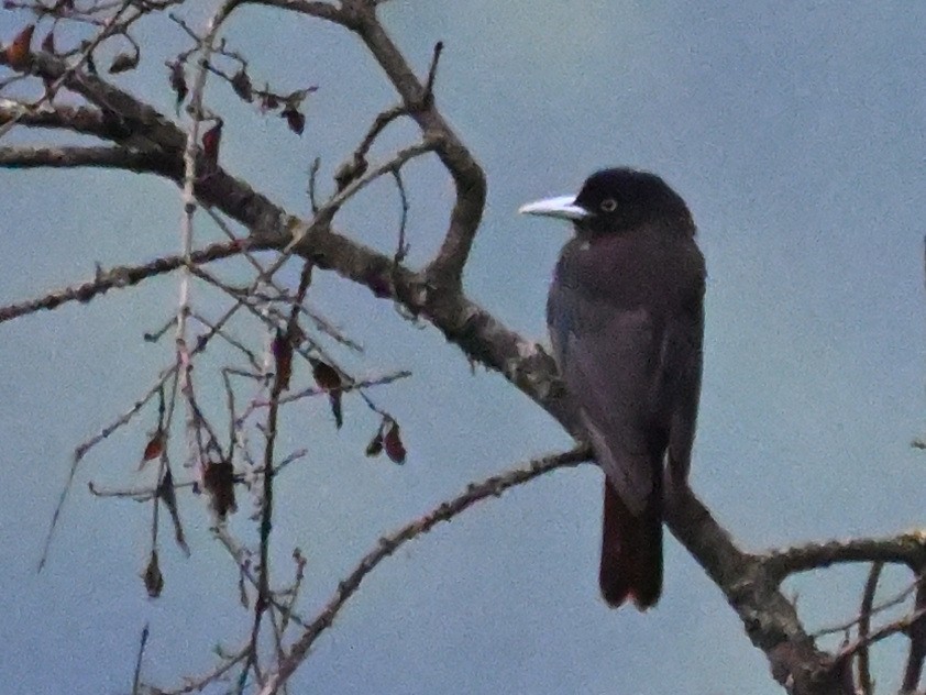 Maroon Oriole - Anshu Arora