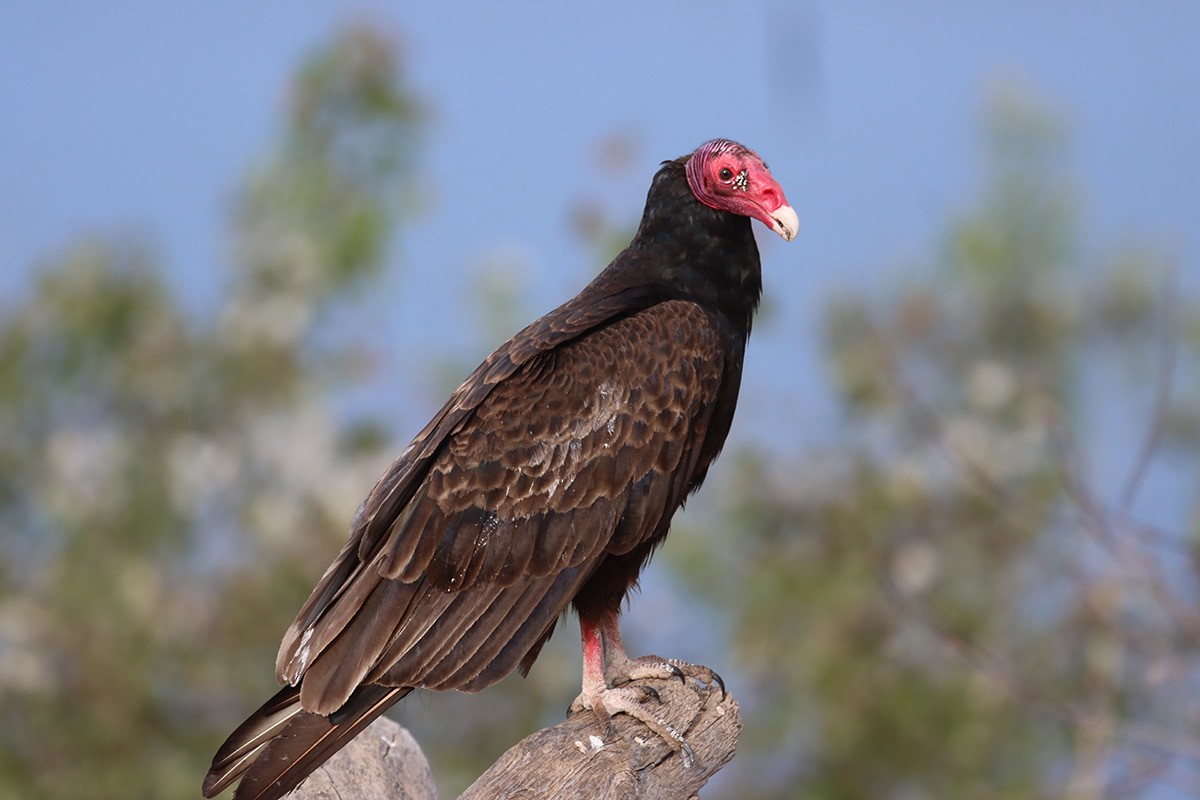 Urubu à tête rouge - ML619286730