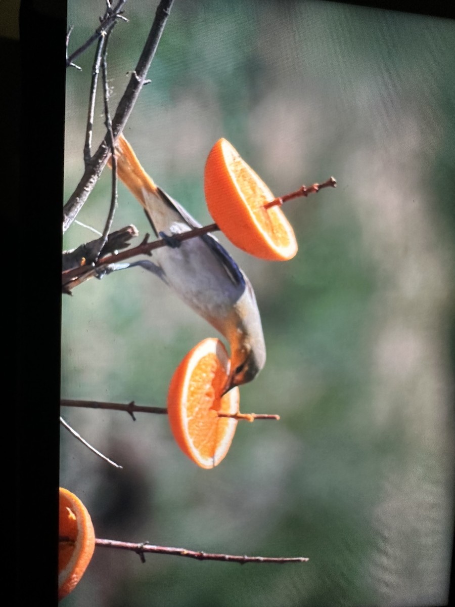 Bullock's Oriole - ML619286739