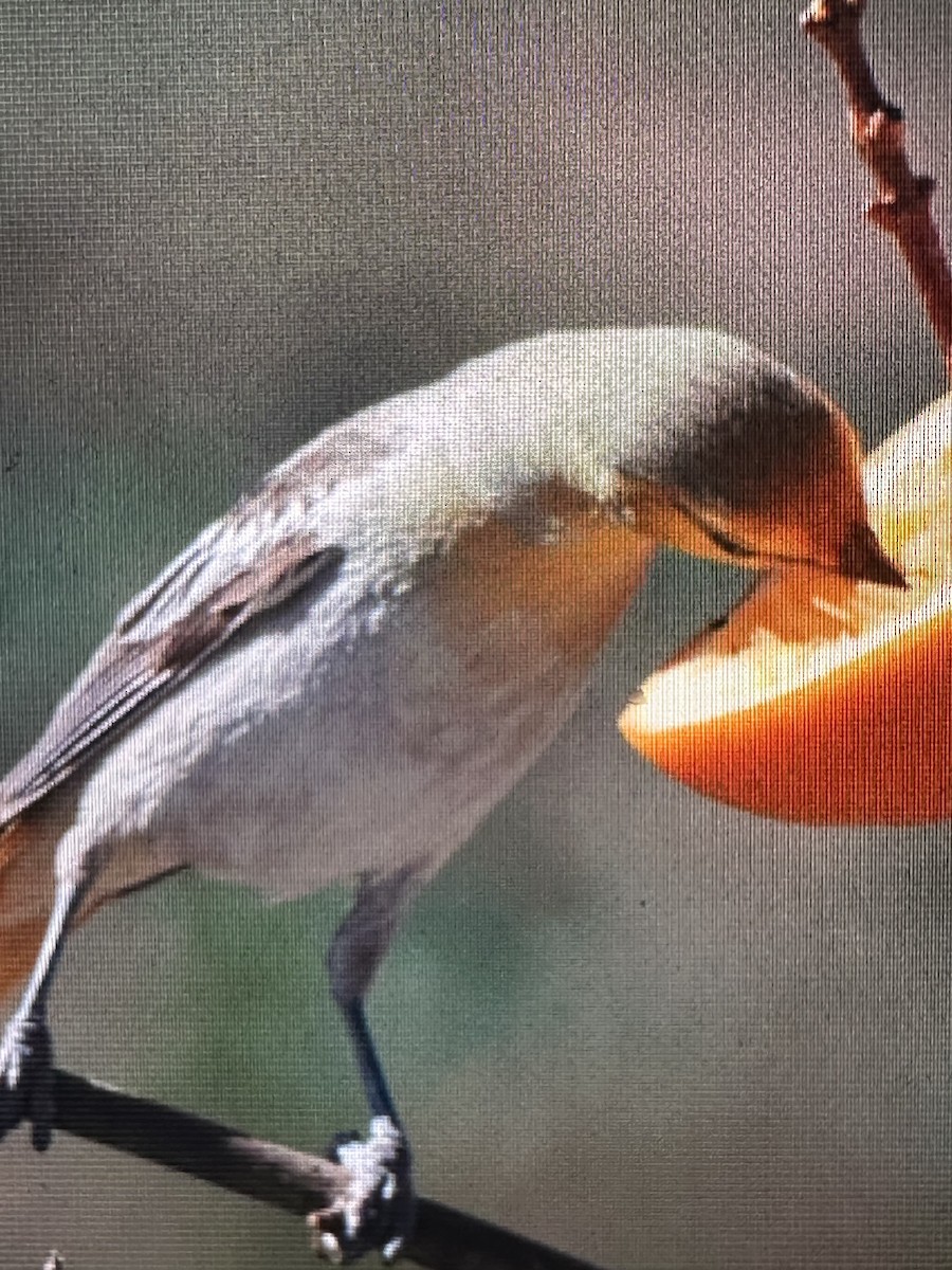 Bullock's Oriole - Gak Stonn