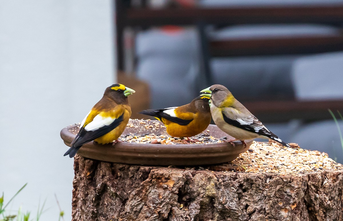 Evening Grosbeak - Andrew Cauldwell